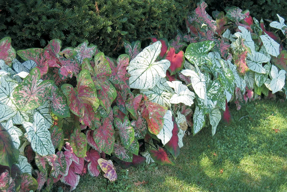 Caladium Plants Care: Complete Guide | Breck's