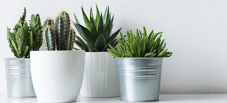 15 Easy to Grow Houseplants  Best Houseplants for Beginners  Breck's