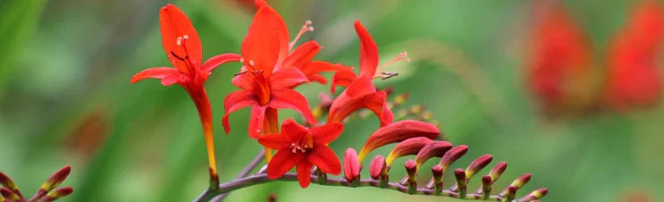 How to Grow Crocosmia Plants  Step-by-Step Guide | Breck's