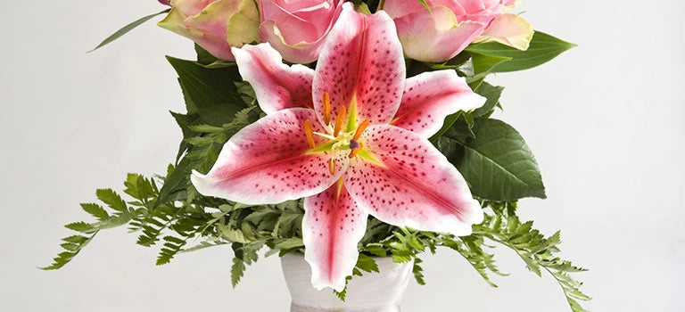 lily-lovers_blog.webp?v=1726584275