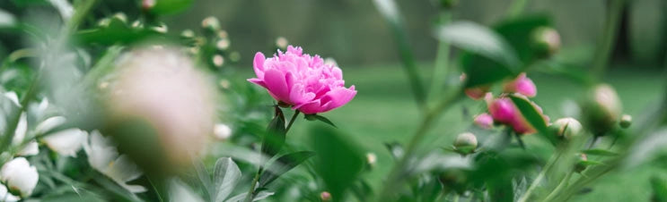 Forever and a Day - The wonders of Lifetime Peonies | Breck's