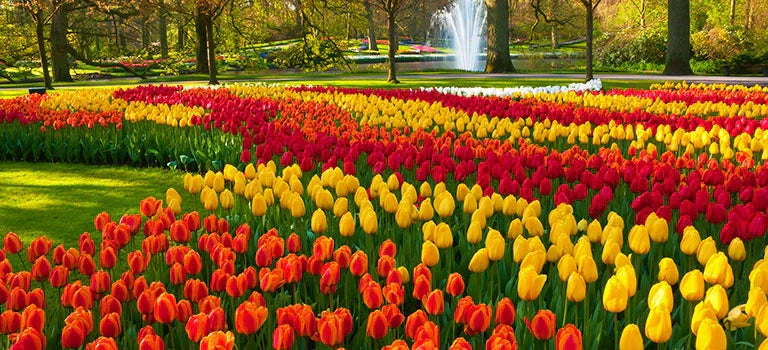 Dutch Treat Tulipmania Forever | Breck's