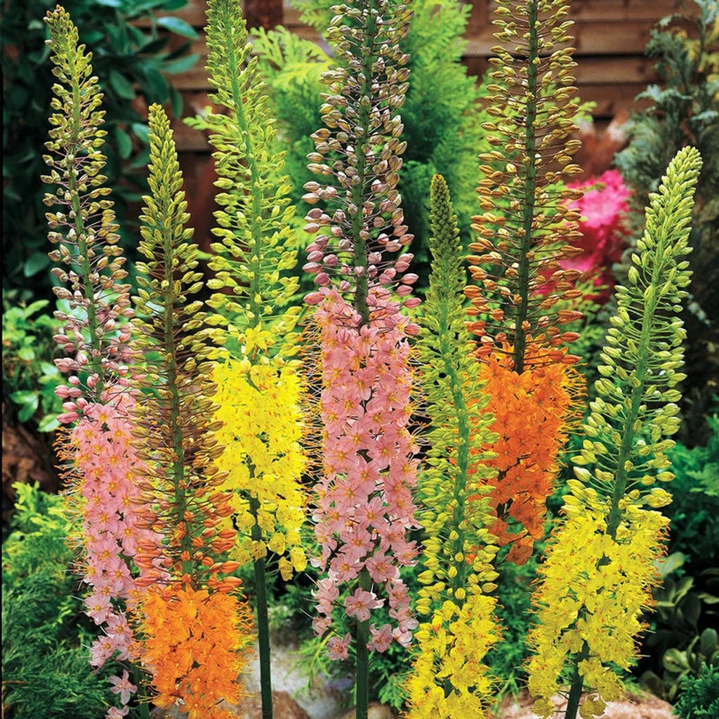 Eremurus Shelford Hybrids Mix | Shade Perennials | Breck's
