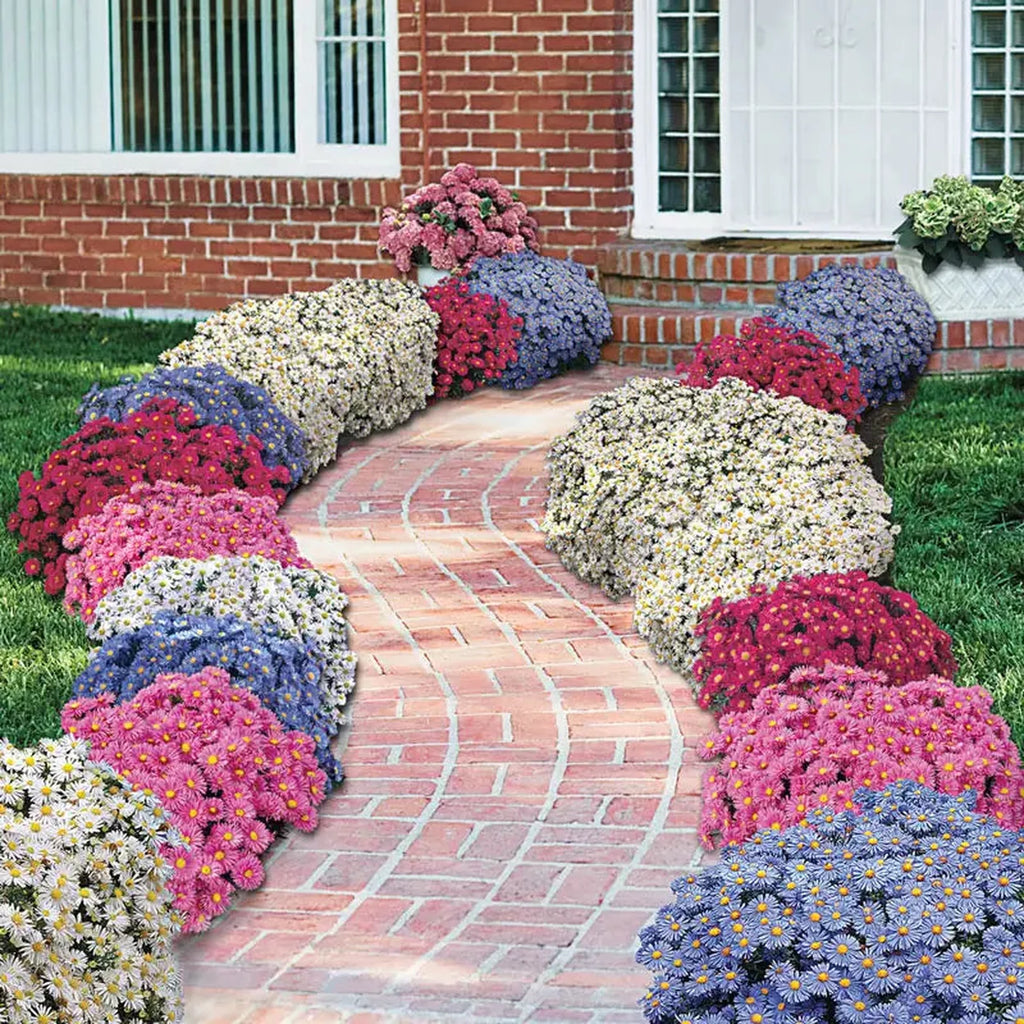 Daisy Aster Collection | Breck's