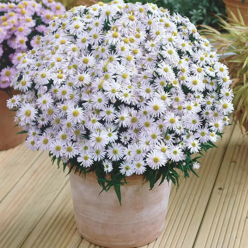 Buy Kristina Daisy Aster Online | Sun Perennials | Breck's