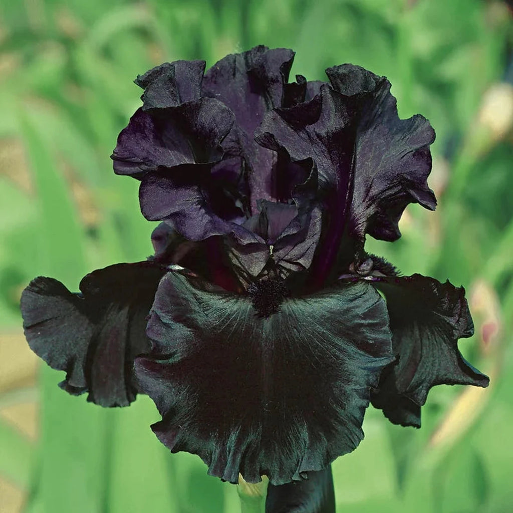 Black Iris Shop Our Black Bearded Iris Bulbs Breck s black-iris-shop-our-black-bearded-iris-bulbs-breck-s