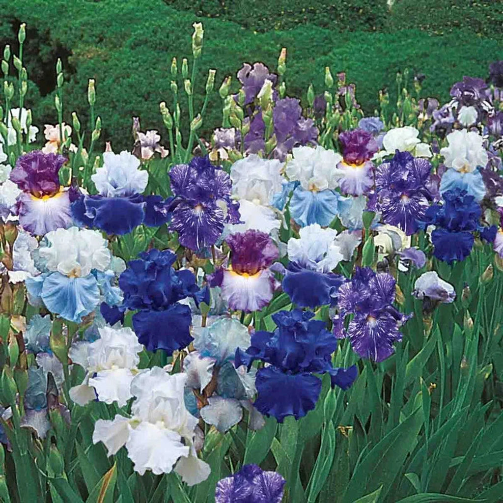 L.G.B. WILD FLOWERS ルグランブルーifsix ロイフラ Heavenly Blues Iris Mixture Super Sak | Breck's