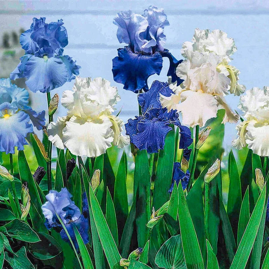 Cool Blue Bearded Iris Mixture | Breck's