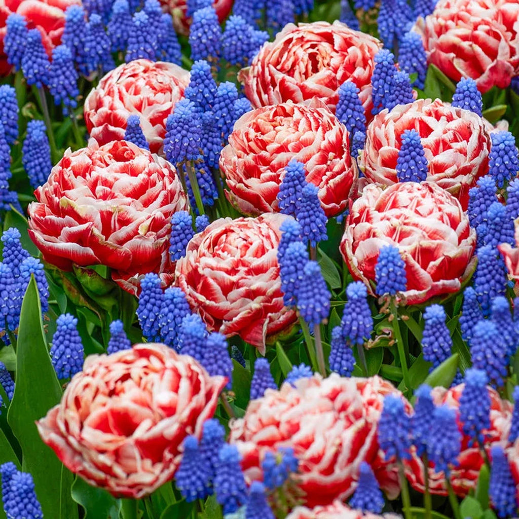 Stars & Stripes Collection with Tulips and Muscari | Breck's