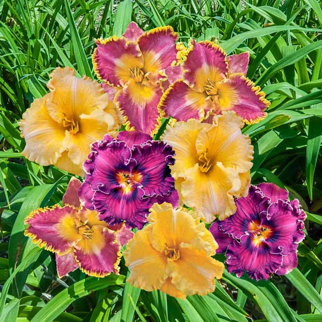 Frill Seekers Ruffled Reblooming Daylily Mixture – Breck's