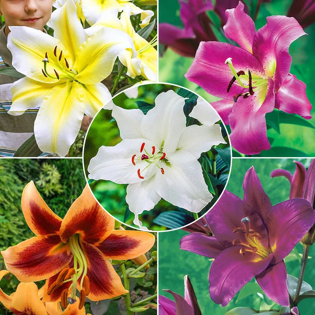 Lily 3/1 Van Zyverden Lily Forever Susan, Dormant Bulb, Partial Sun 3-6hrs