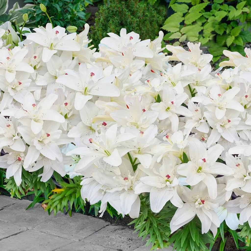 white lily border Pura Puro Double Carpet Border Lily™