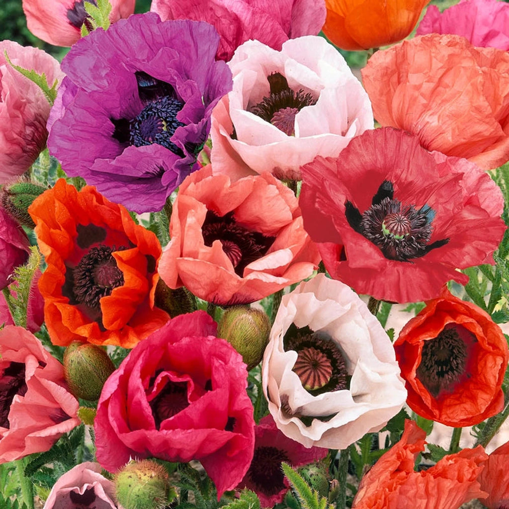 poppy flower seed mix Oriental Poppy Mixture – Breck's