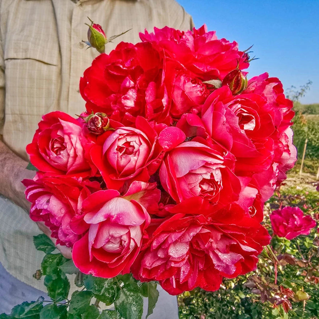 ROŚE’s choice Easy Choice Shrub Rose – Breck's