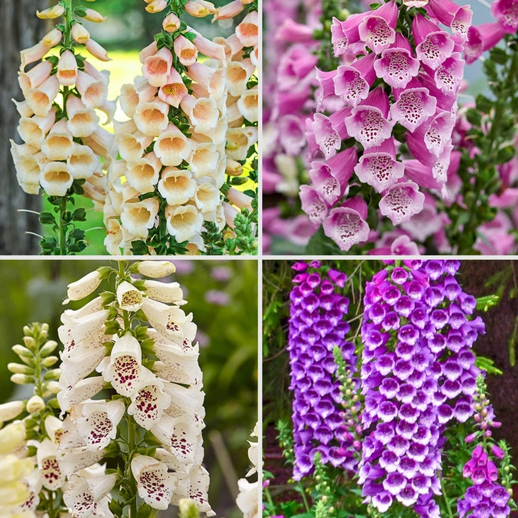 Foxglove Collection For Sale