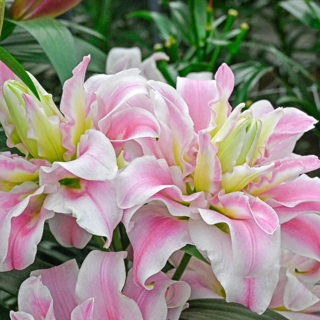 pink and white lily Sweet Rosy Lily