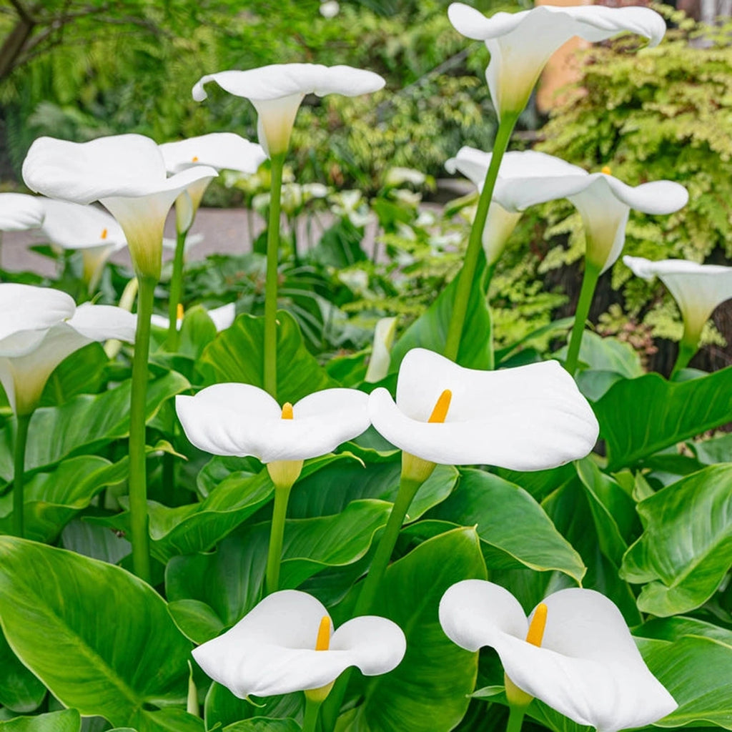 calla lily outdoor plant Aethiopica Calla Lily