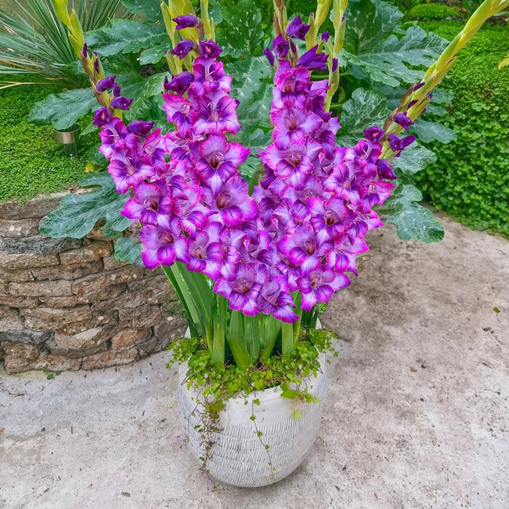 gladiolus indoor plant Kim Dwarf Gladiolus