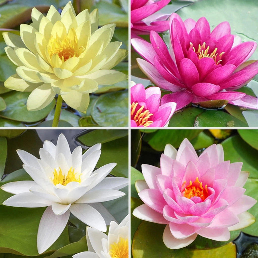 water lily succulent Hardy Water Lily Collection – Breck's