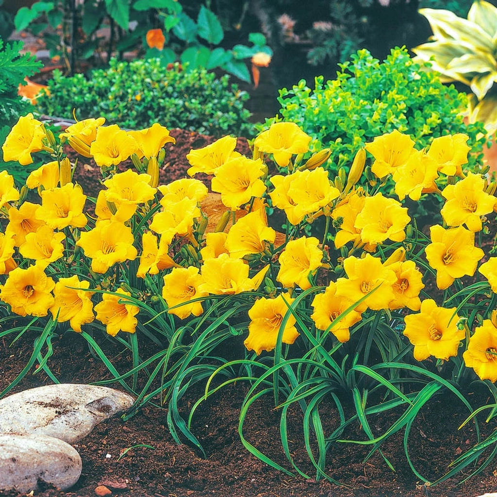 Shop Stella de Oro Reblooming Daylily