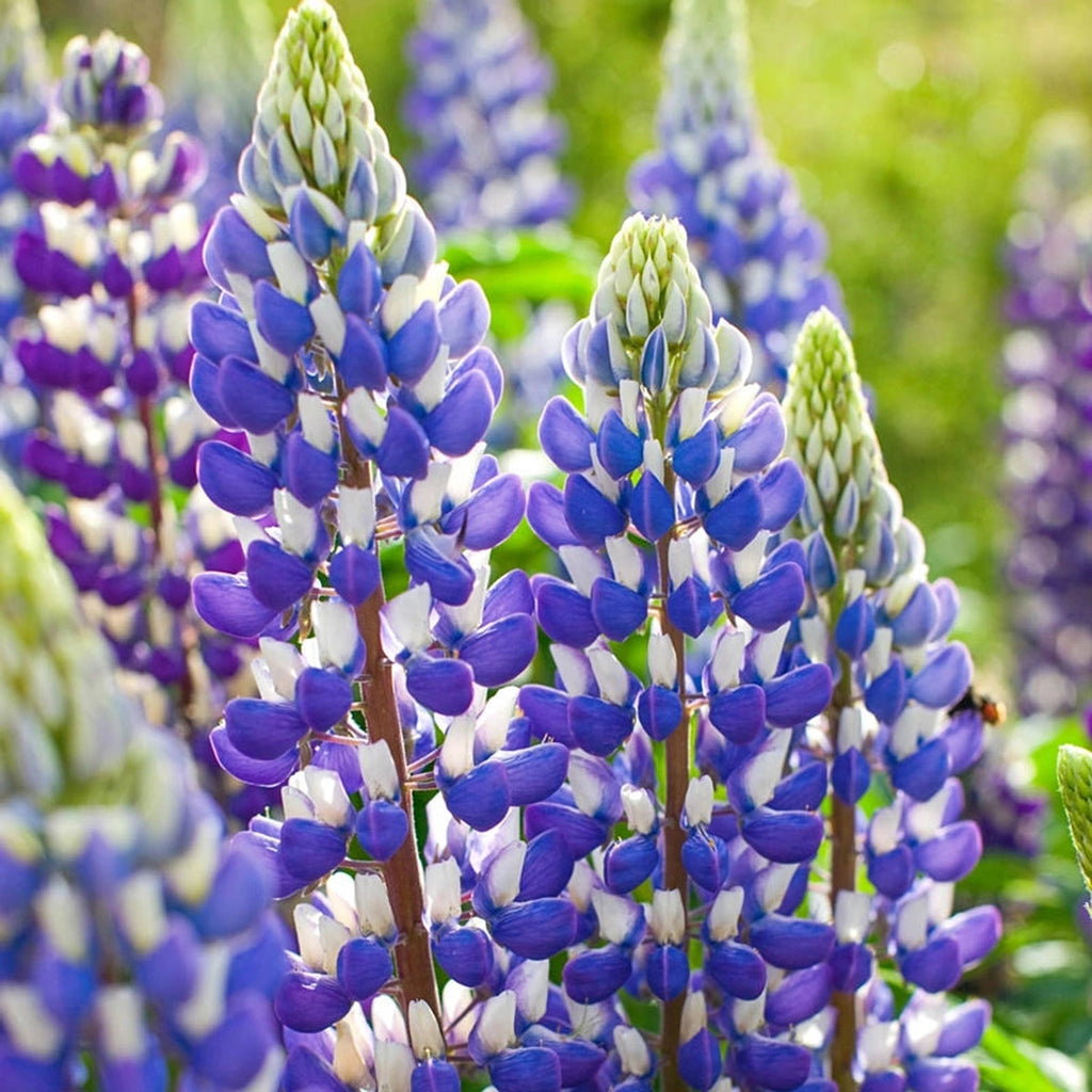 The Governor Lupine