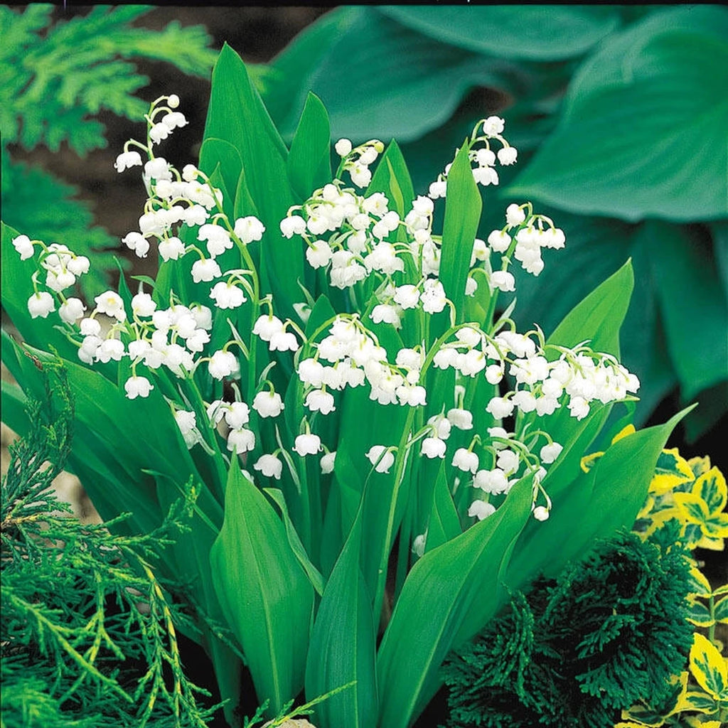 flower language lily of the valley Lily-of-the-Valley