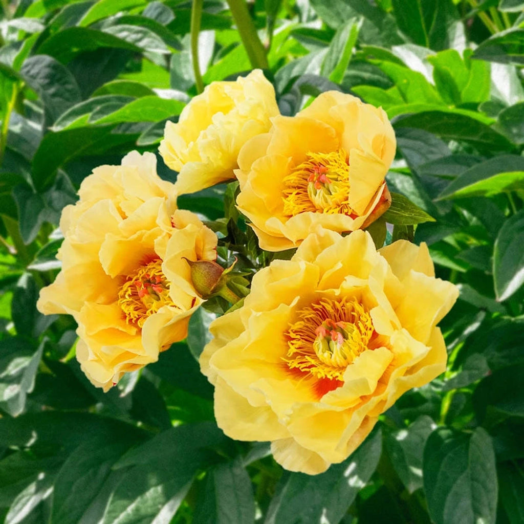 Peonies　ピオーニ Garden Treasure Itoh Peony | Buy Online | Breck's