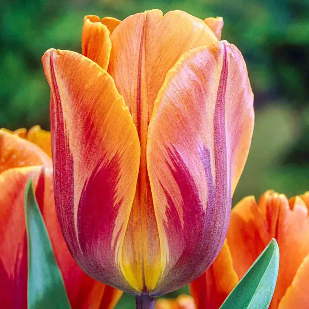 Princess Irene Tulip | Shop Online | Breck's