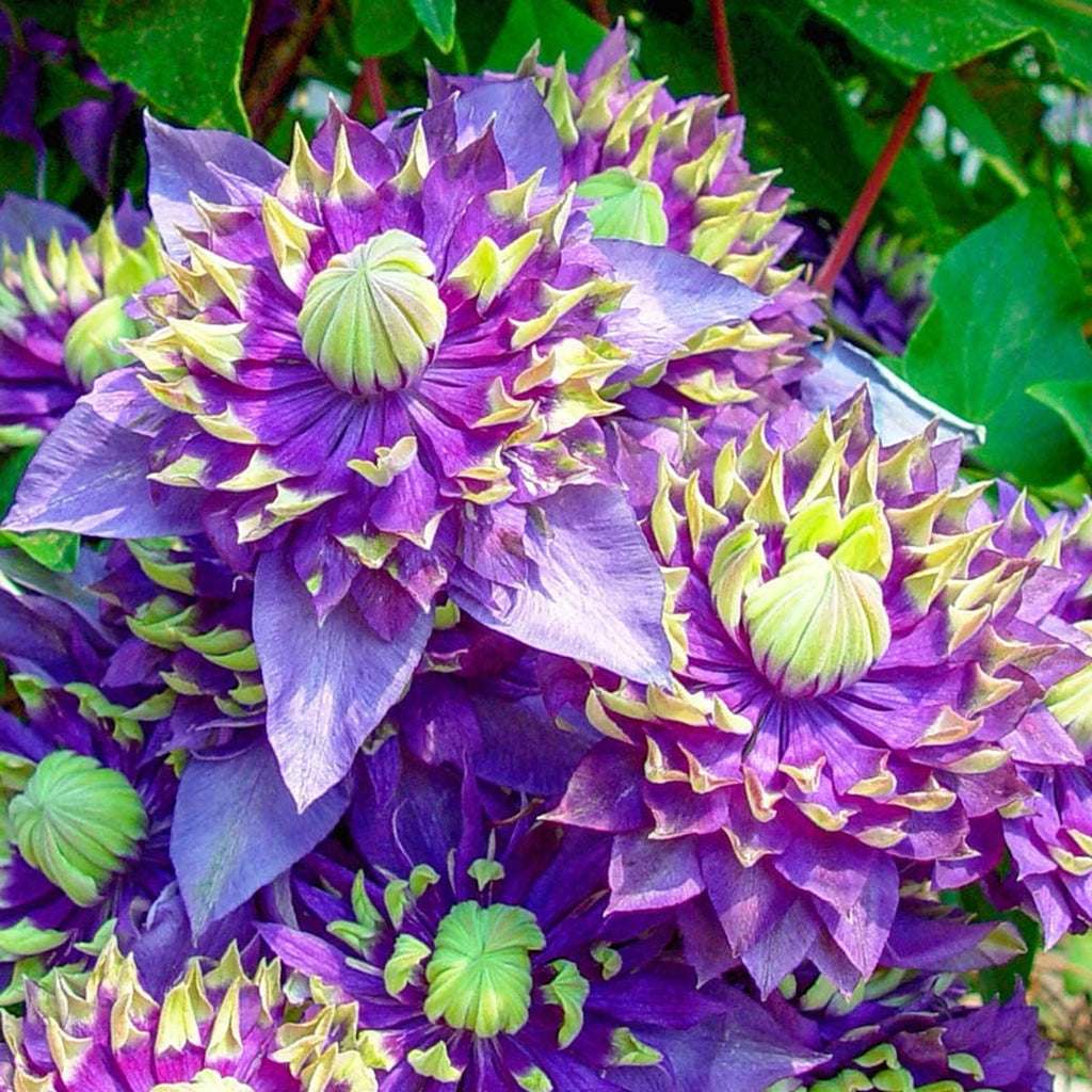 Shop Taiga Clematis Online | Sun Perennials