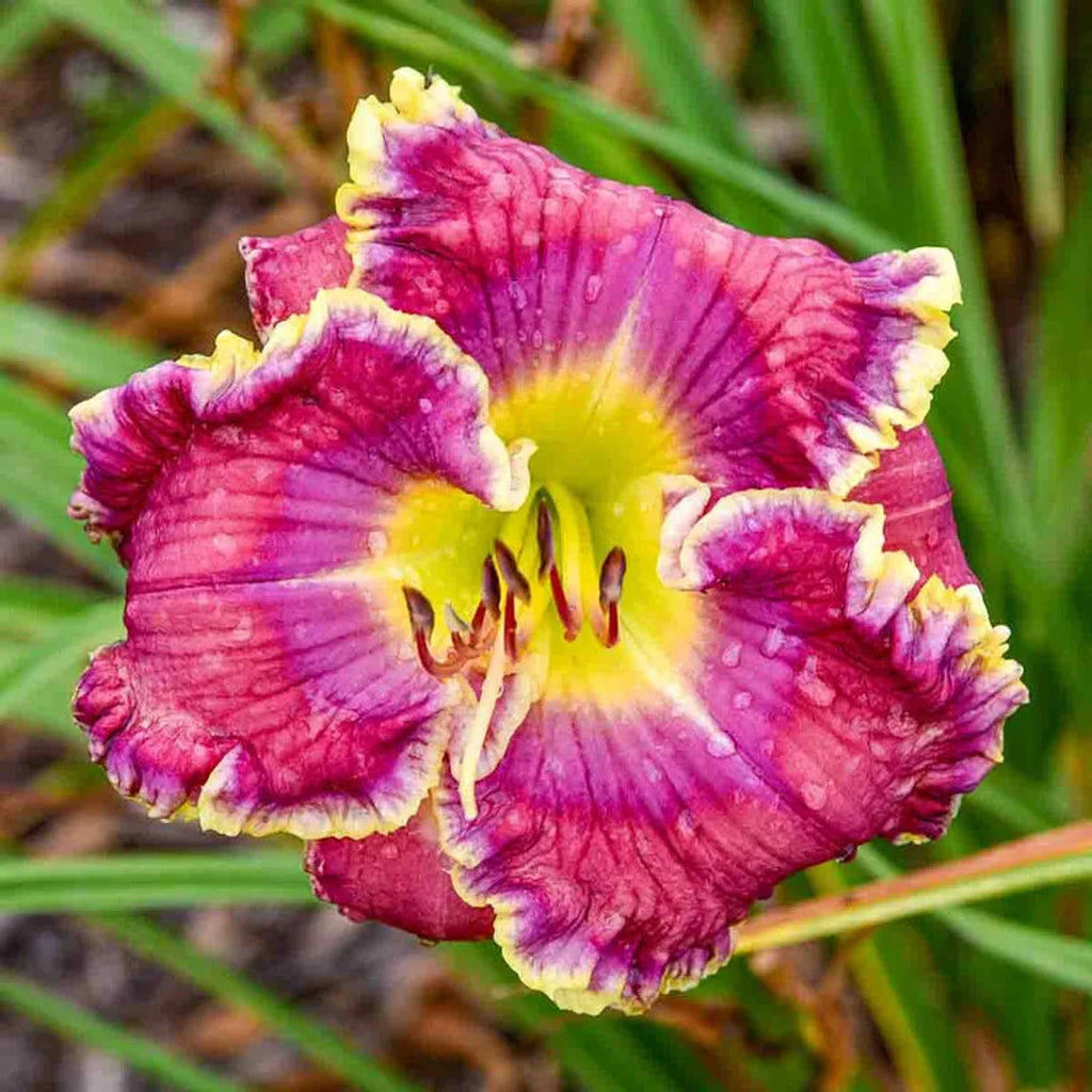 Rude Awakening Reblooming Daylily Breck's
