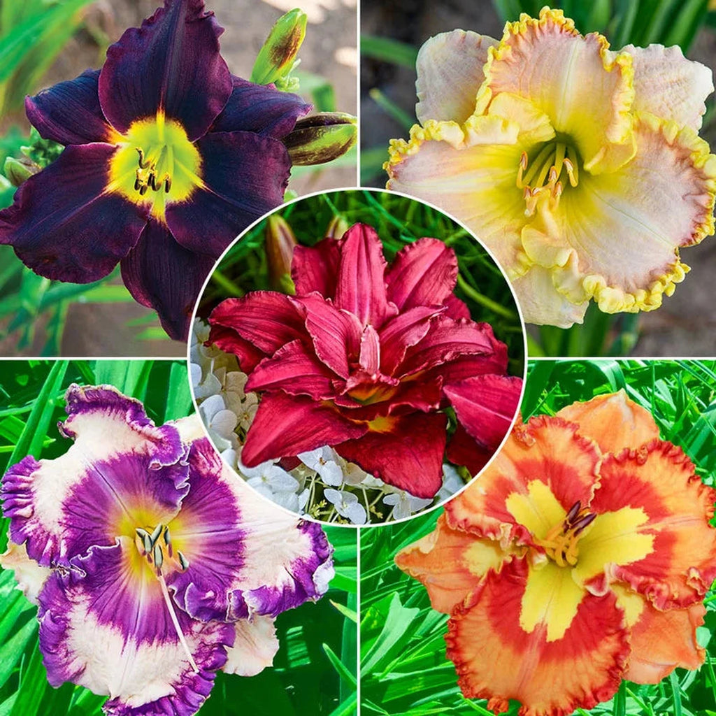 aliexpress flower seeds Constant Colour Reblooming Daylily Collection