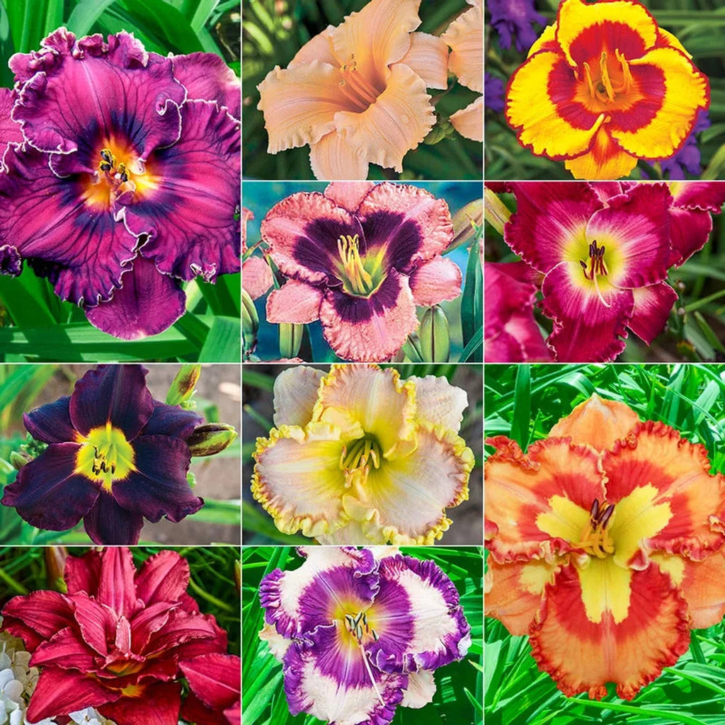 Ultimate Kaleidoscope of Colour Daylily Collection | Breck's