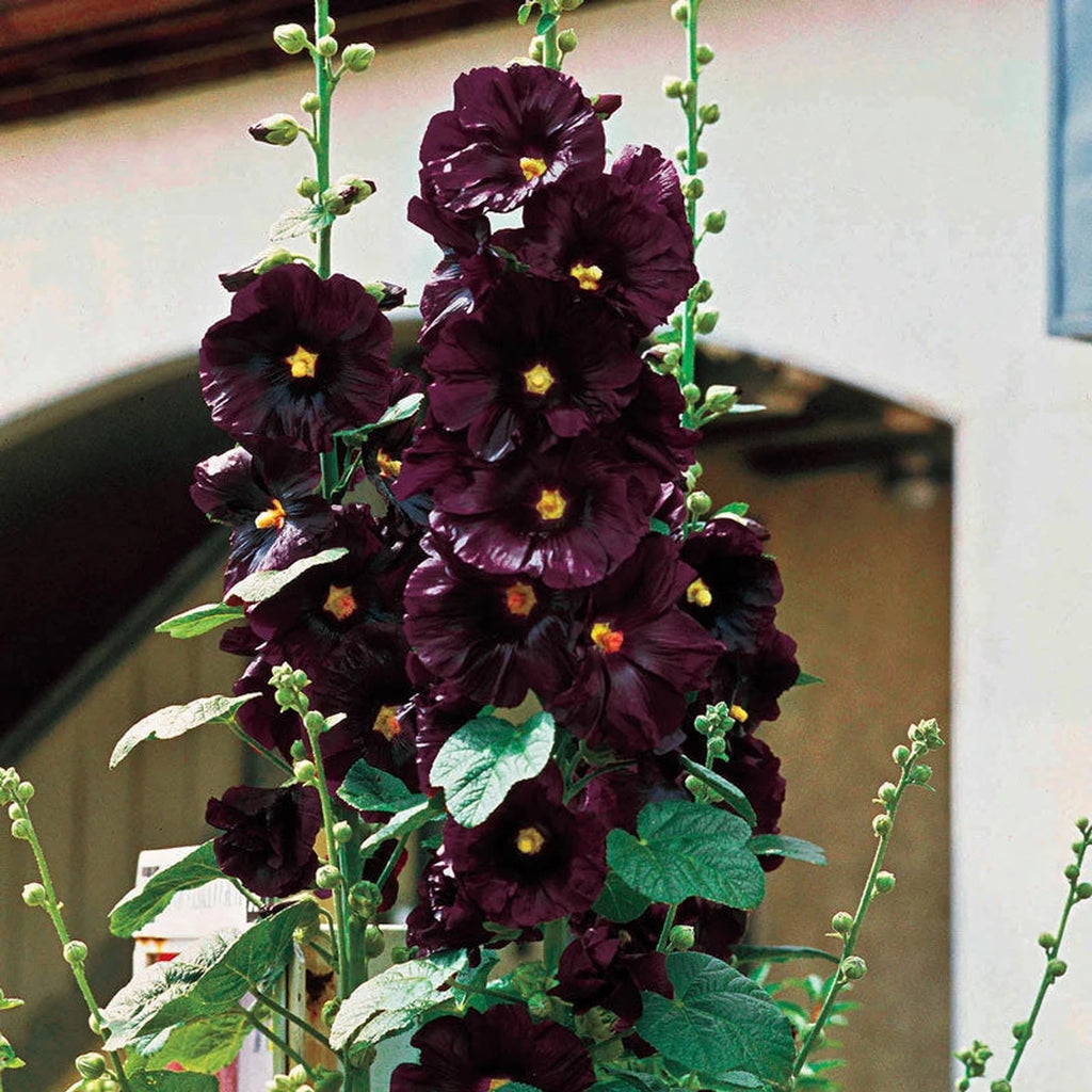 Buy The Black Hollyhock | Breck's
