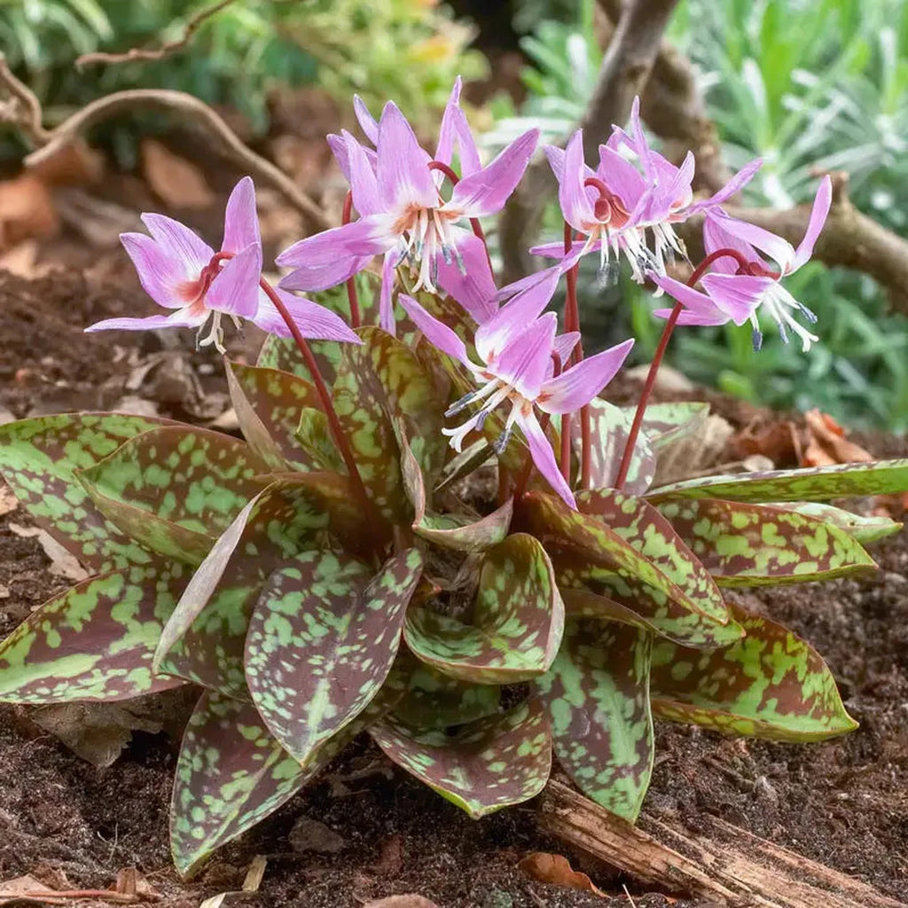 Purple King Dog's Tooth Violet | Breck's