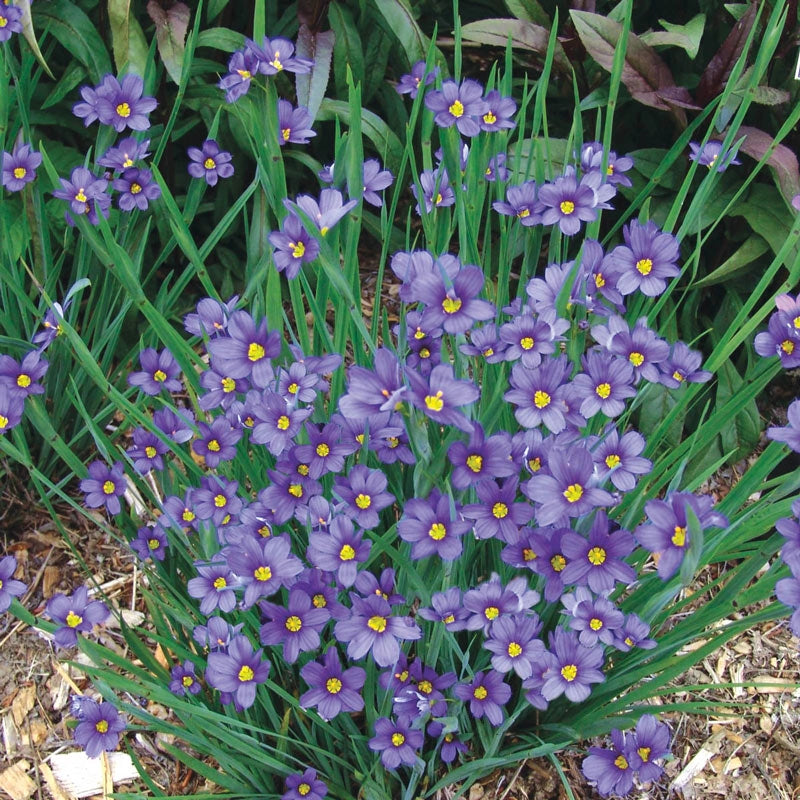 Buy Blue Eyed Grass Sun Perennials Breck's