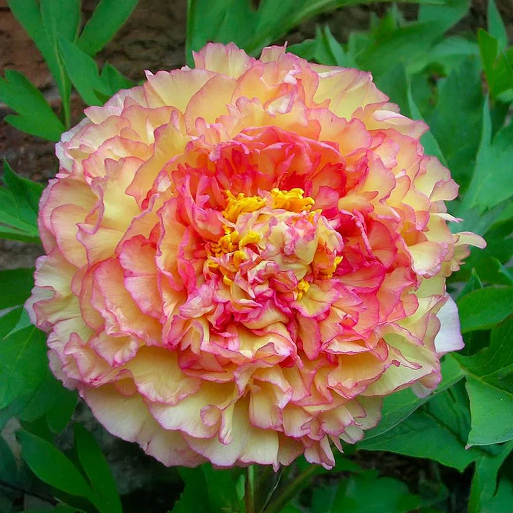 Souvenir de Maxime Cornu Tree Peony – Breck's