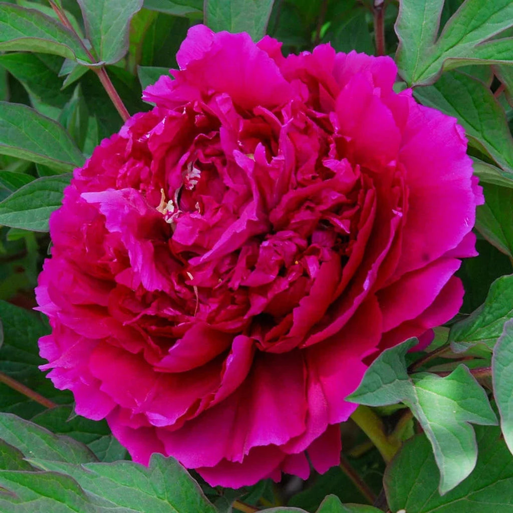 Black Dragon Tree Peony – Breck's
