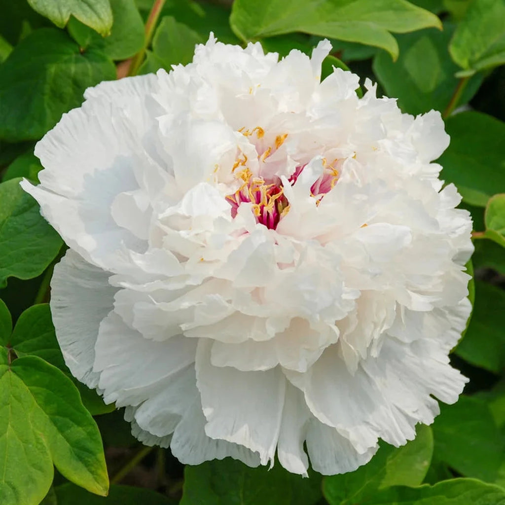 ferns and petals jade plant Fragrant Jade Tree Peony – Breck's