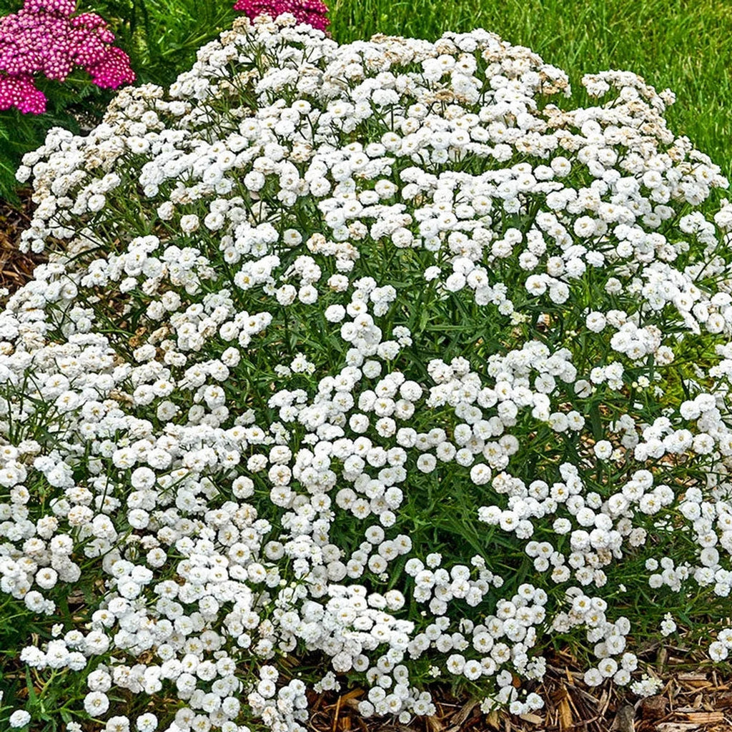 cottontail plants Peter Cottontail Yarrow