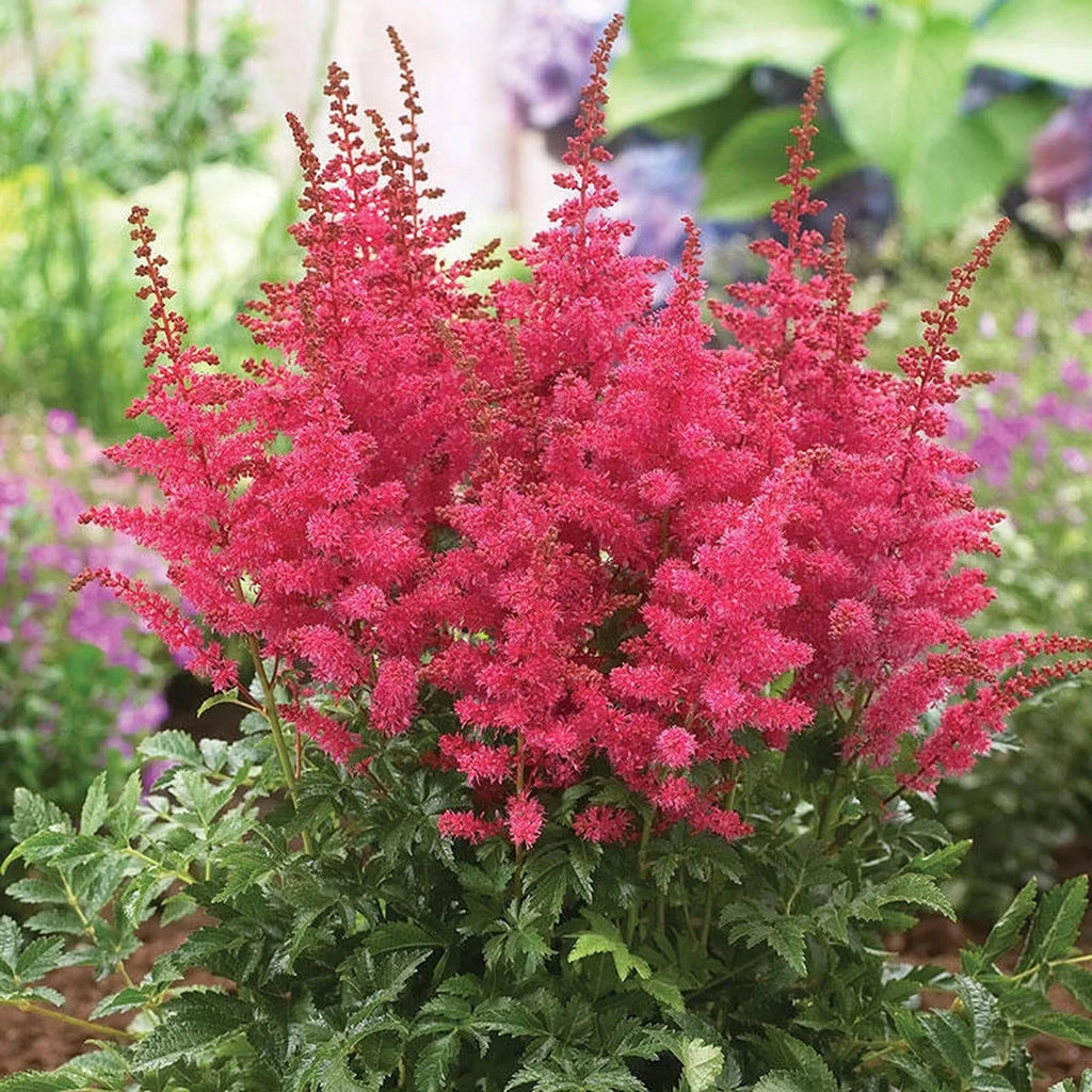 potted astilbe plants for sale Granat Astilbe