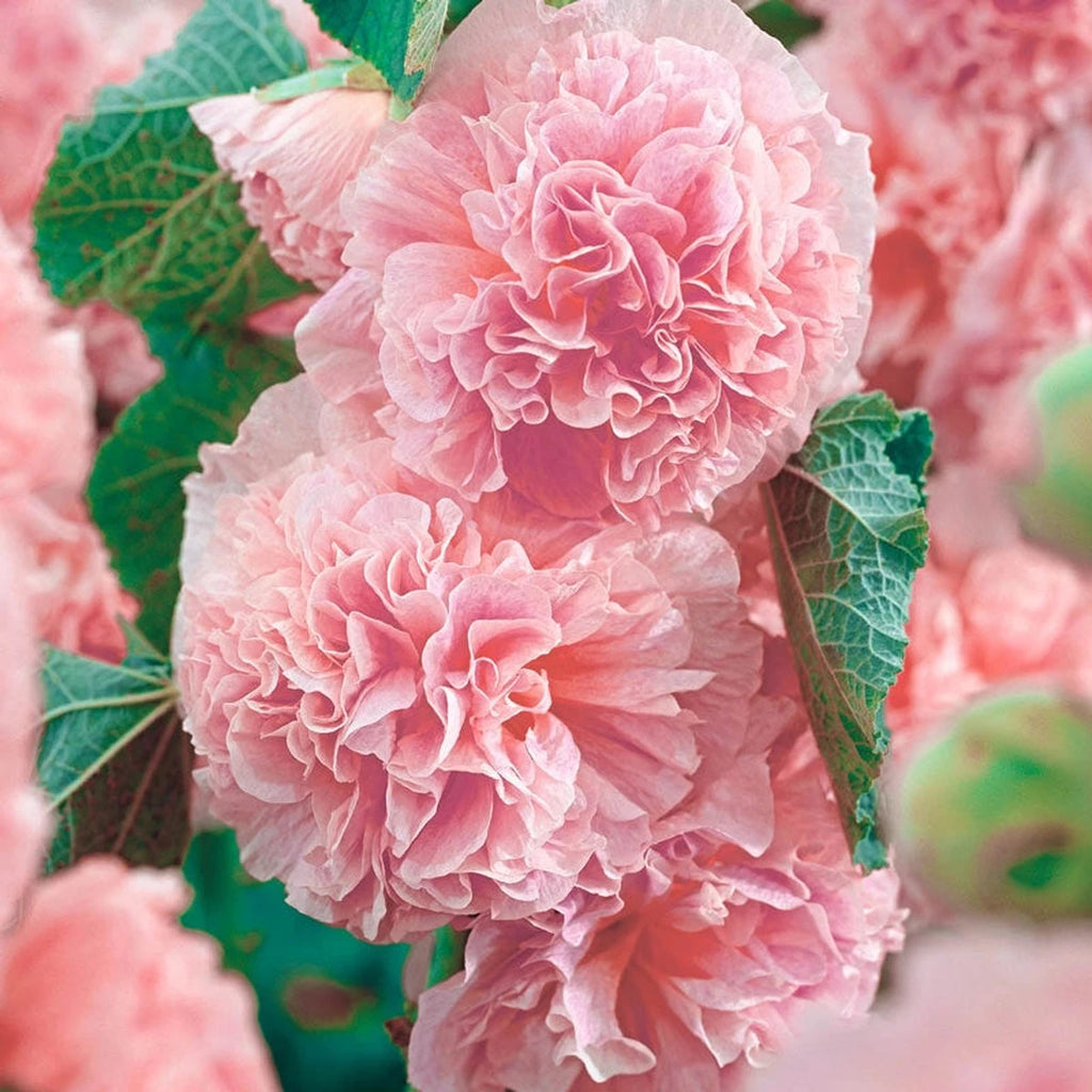 Peaches N Dreams Double Hollyhock | Breck's
