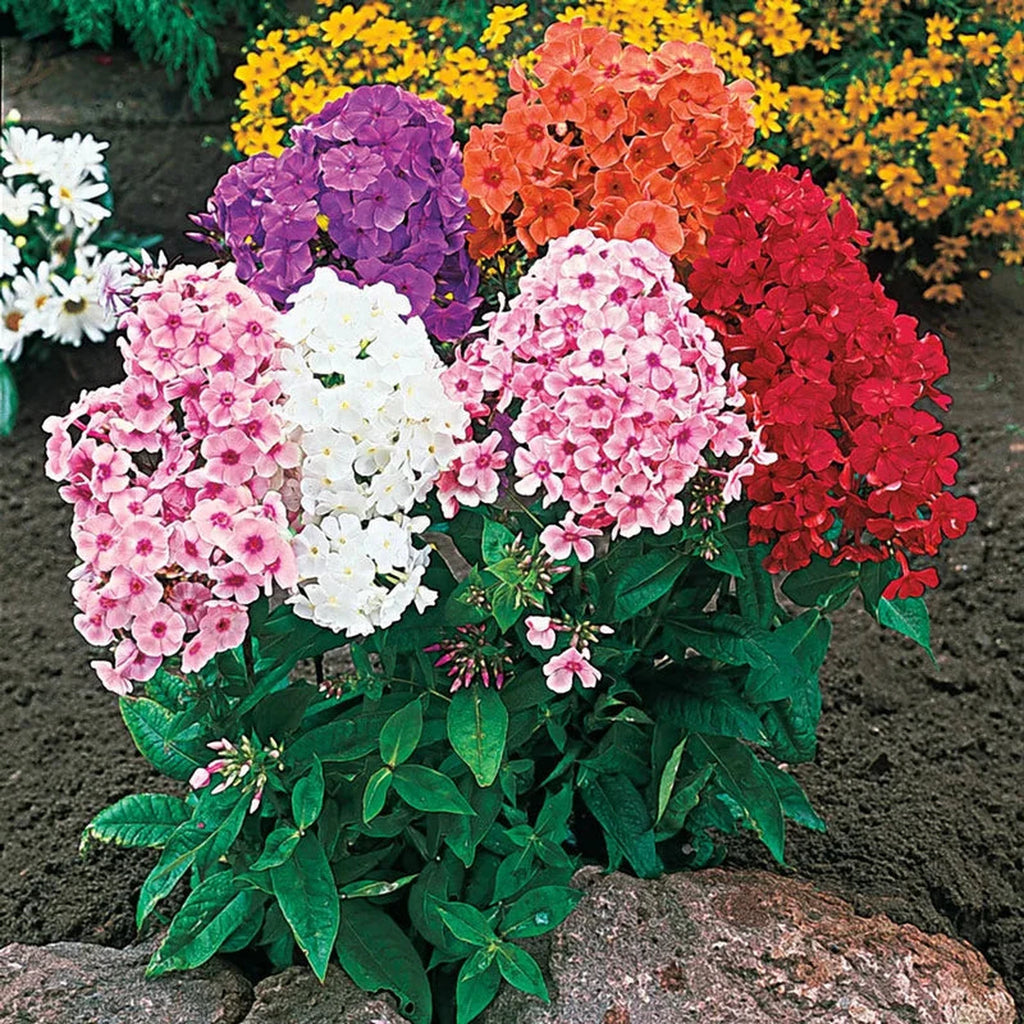 Tall Phlox Hybrid Mixture Super Sak | Breck's