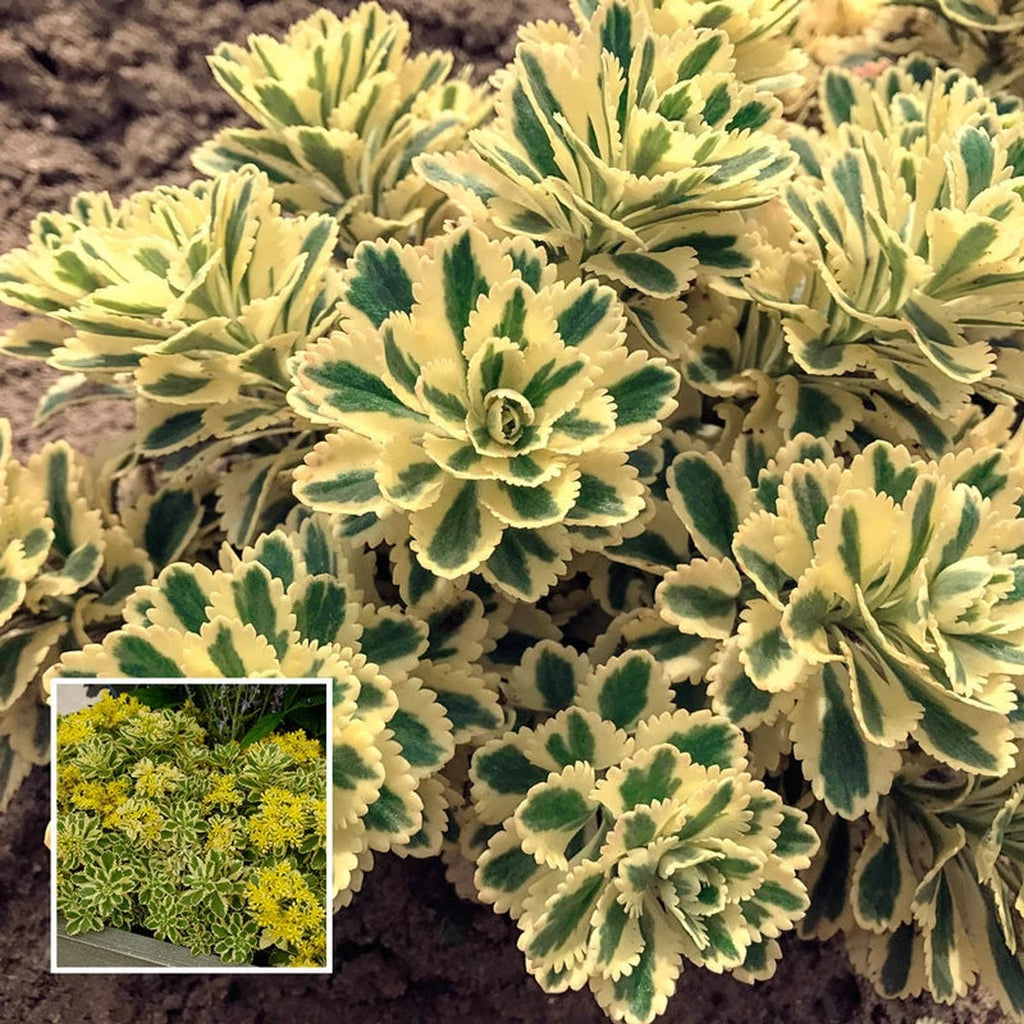 succulent yellow sedum Shop Atlantis Sedum Online | Sun Perennials Sale