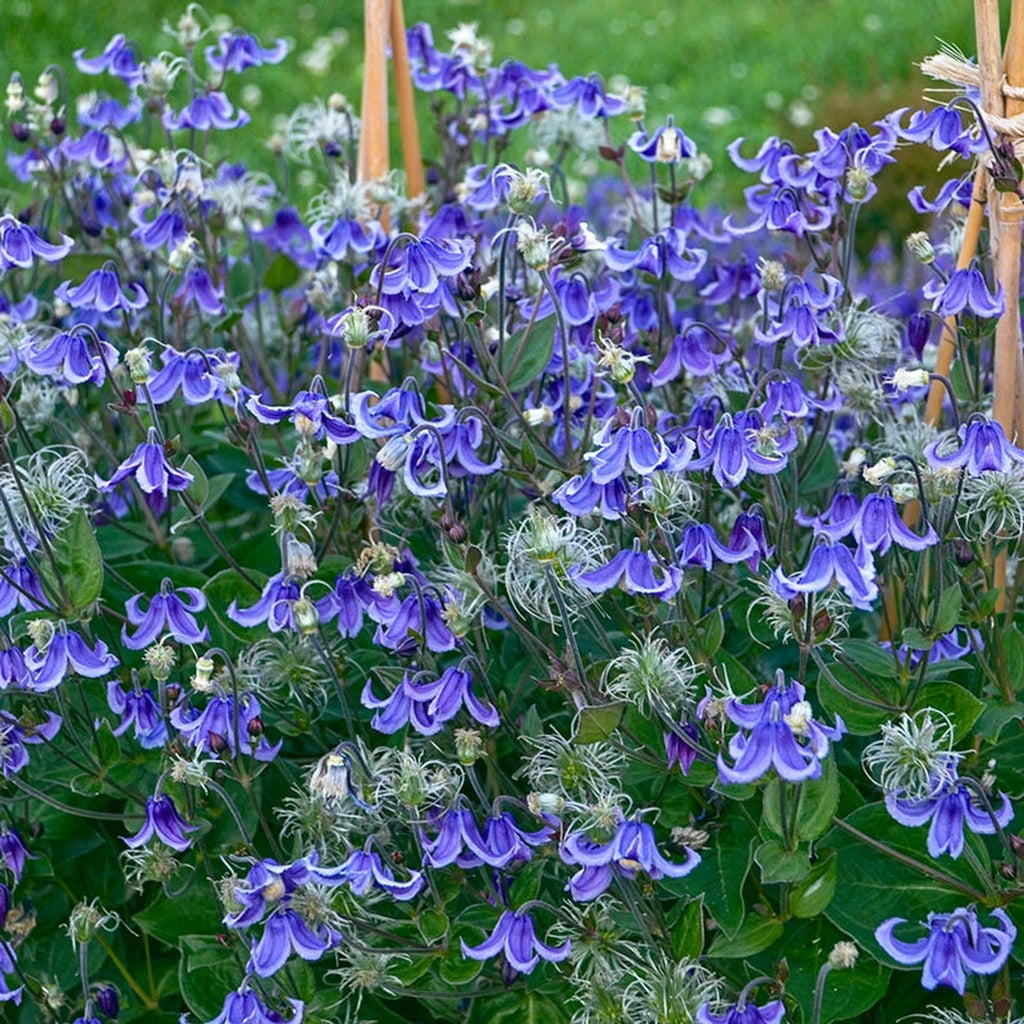 Stand by Me Reblooming Bush Clematis | Buy Online | Breck's
