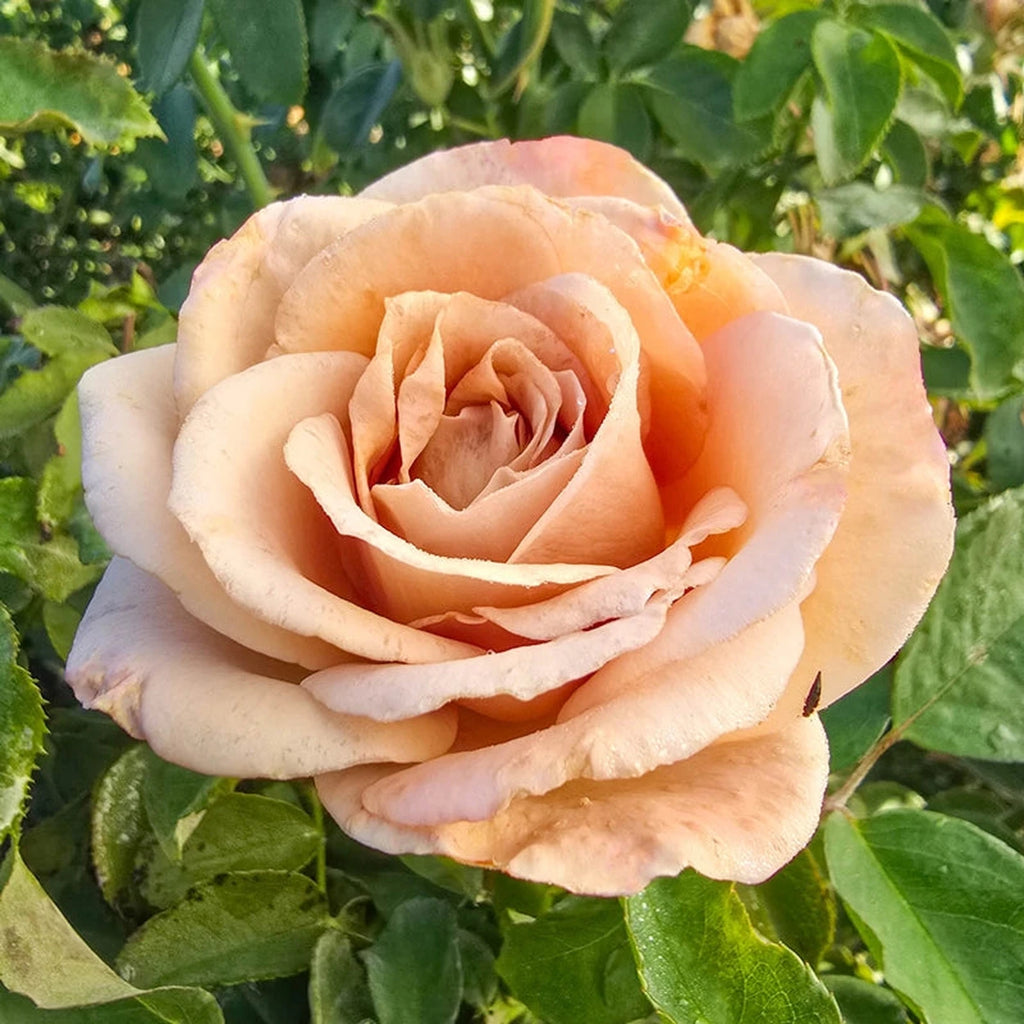 Honey Dijon™ Grandiflora Rose – Breck's