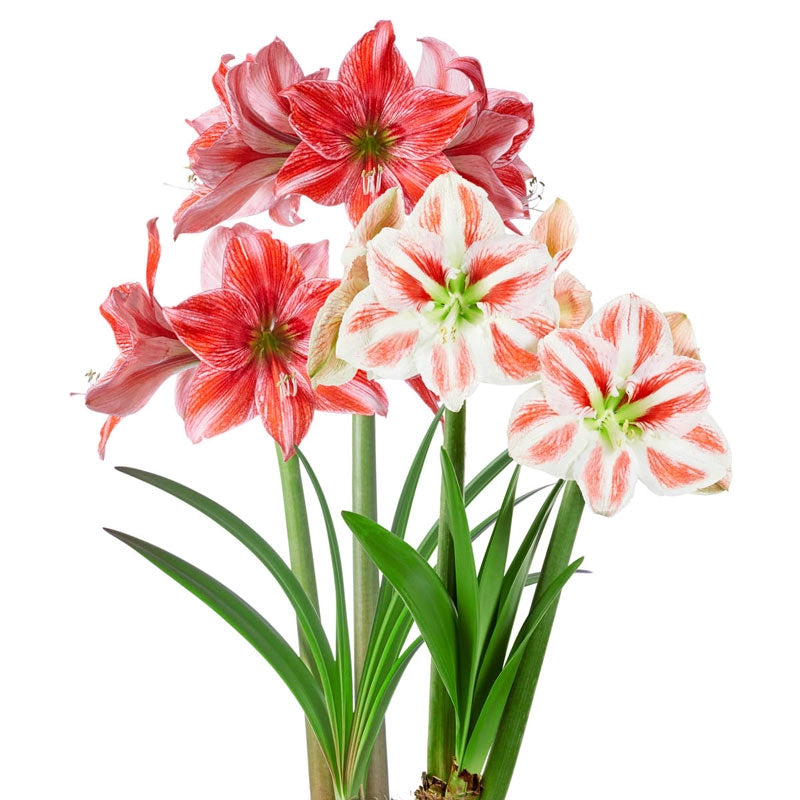 Stripes Galore Collection Amaryllis Bulbs Breck's Brecks