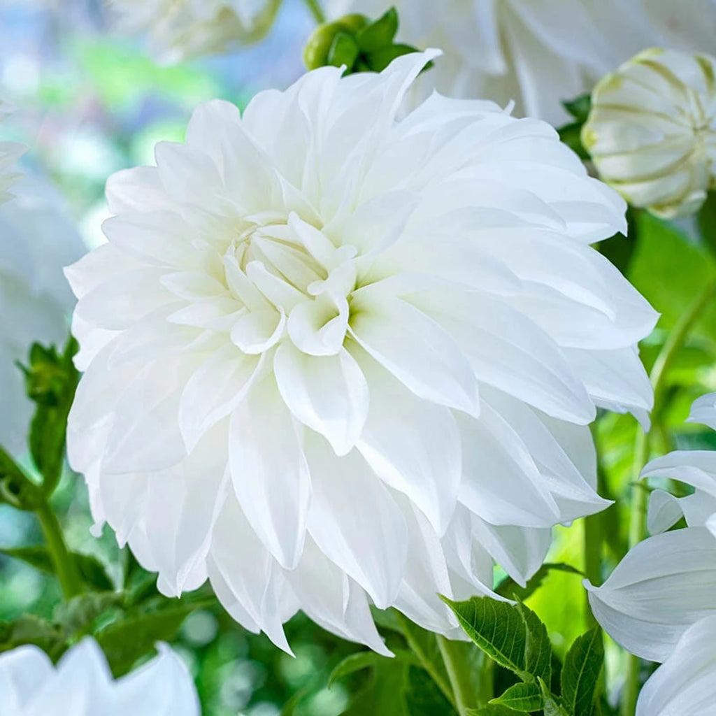 Buy Lady Liberty Dahlia | Dinnerplate Dahlias | Breck's