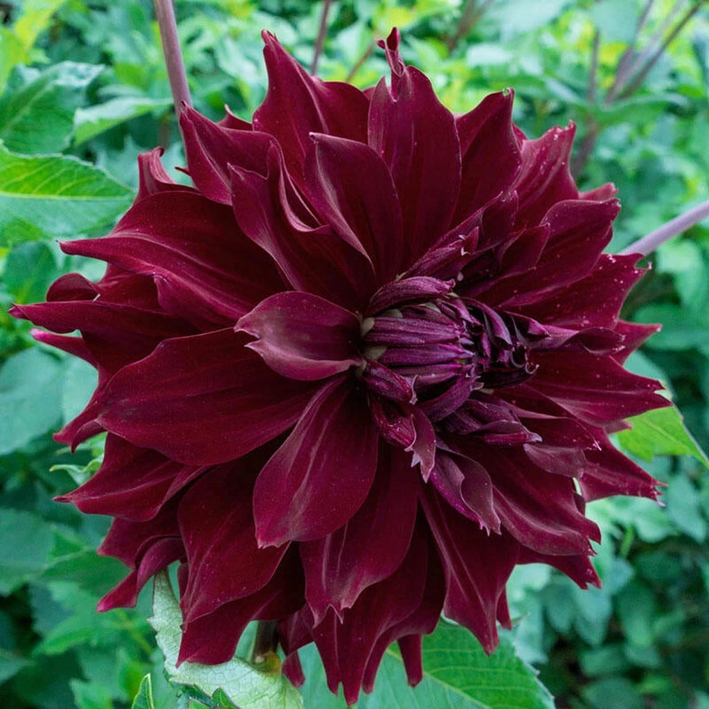 Buy Mingus Alex Dahlia | Dinnerplate Dahlias | Breck's