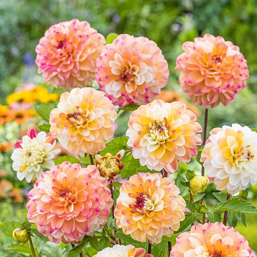 Buy Double Jill Dahlia Bulbs | Decorative Dahlia | Breck's