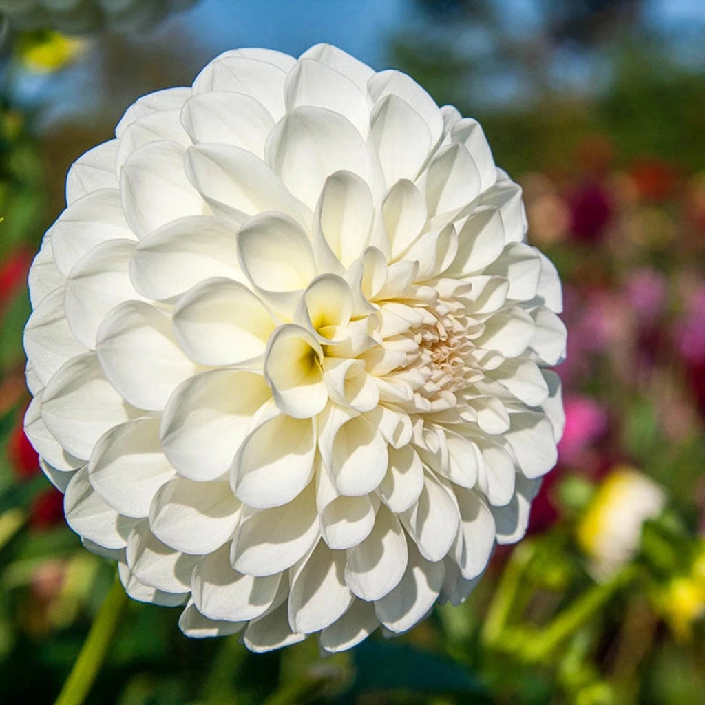 Boom Boom White Dahlia Tubers for Sale | Ball Dahlia Bulbs | Breck's